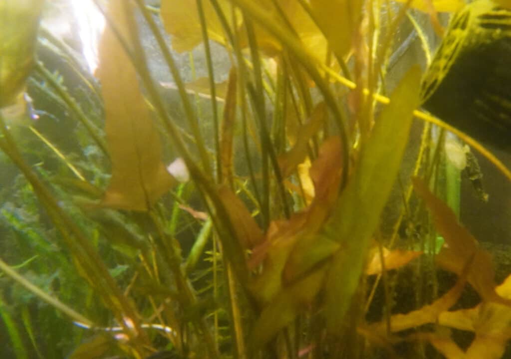 aquarium lily plant in fish tank