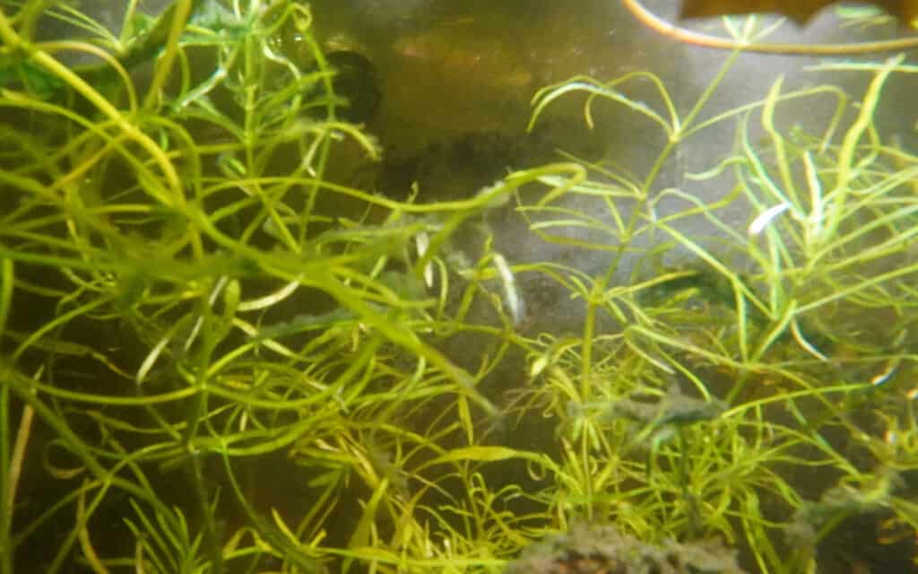 green aquarium plants in fish tank