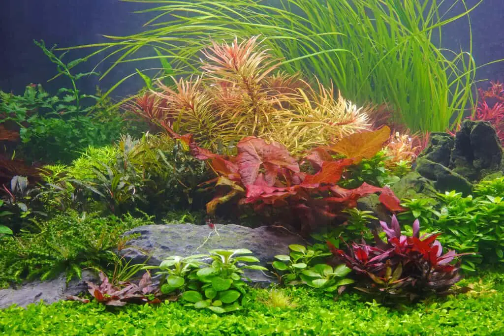 Aquatic plants tank. Beautiful aquarium with colorful