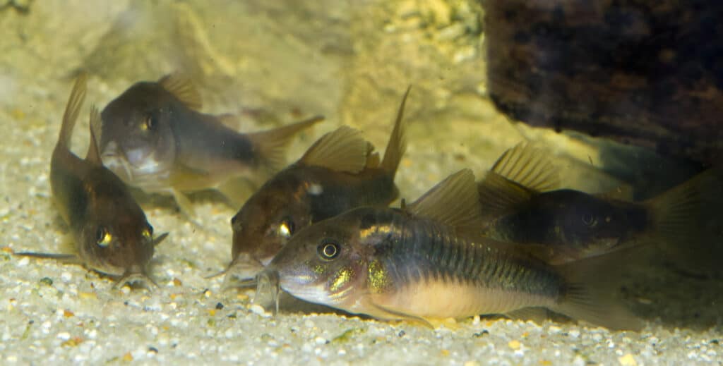 beautiful wild corydoras Corydoras bronze aeneus freshwater fish in aquarium.