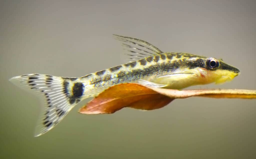 Otocinclus in planted aquarium