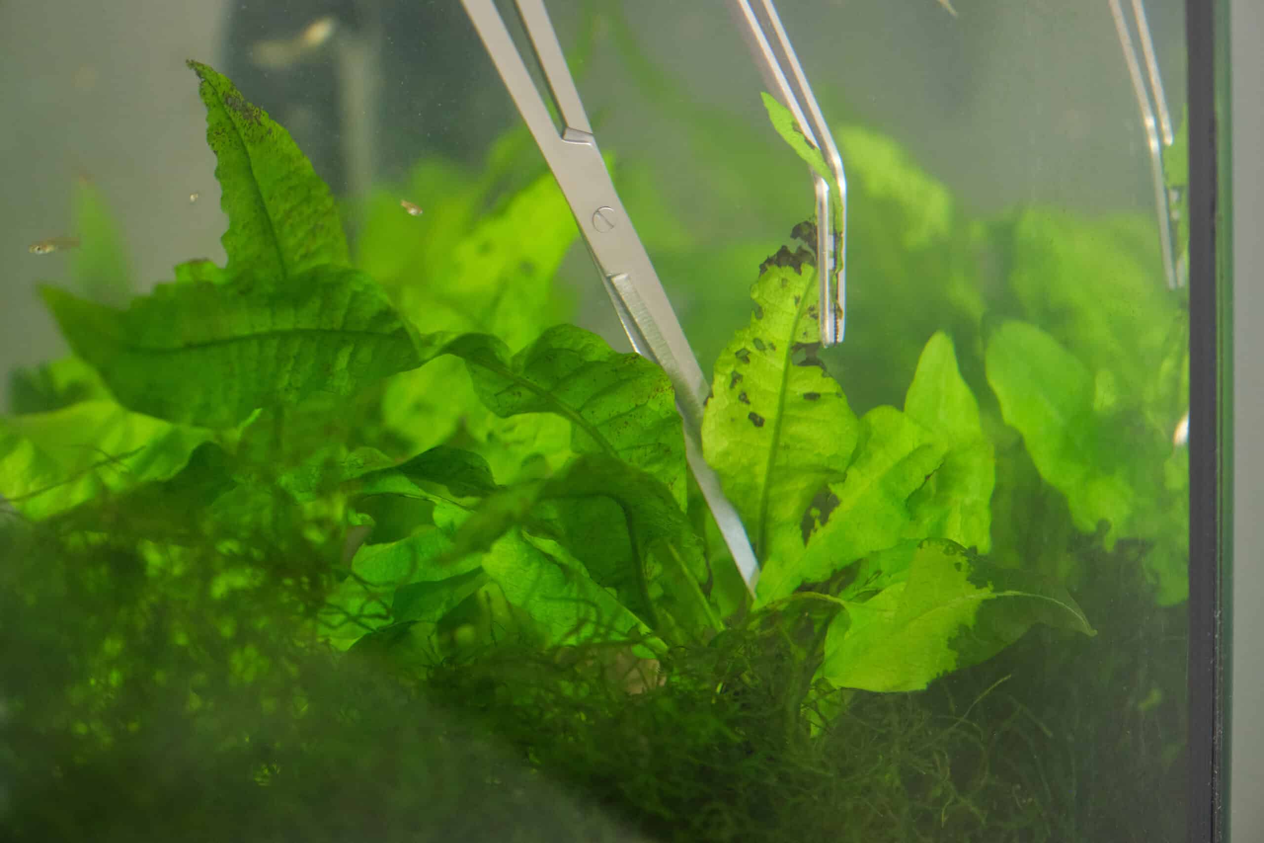 4 Ideas for What to Do With Leftover Aquarium Plants - Fish Tank Nerd