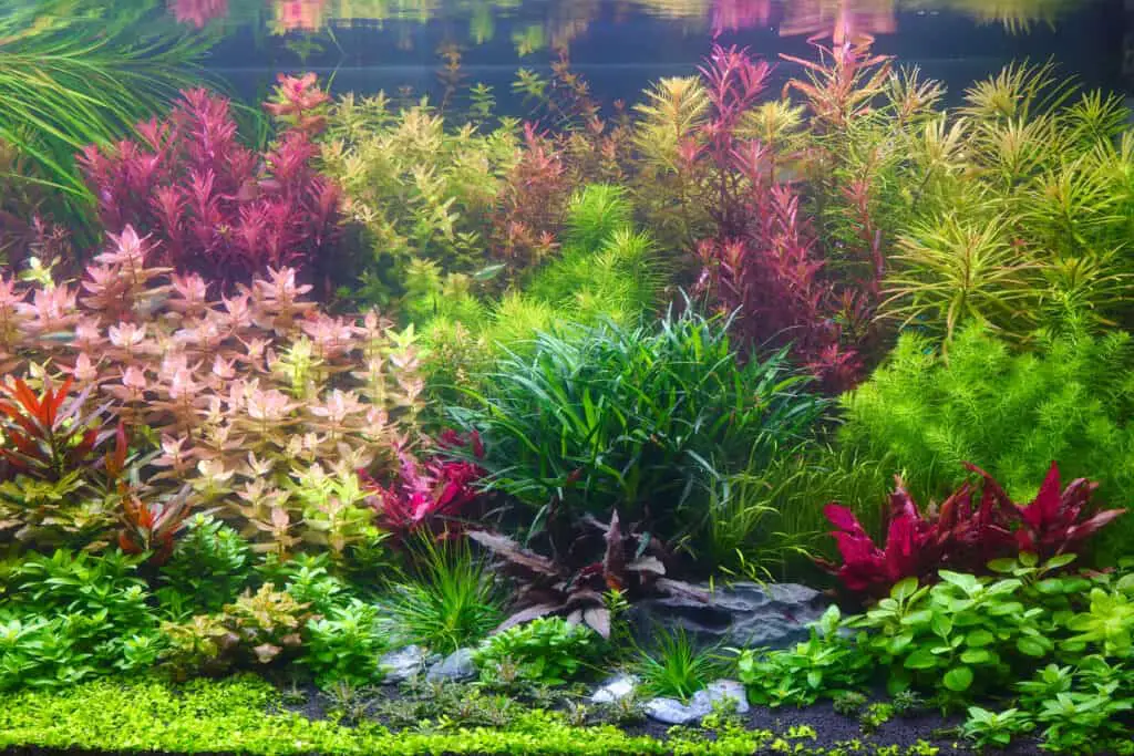 Colorful aquatic plants in aquarium tank with Nature Dutch style aquascaping layout