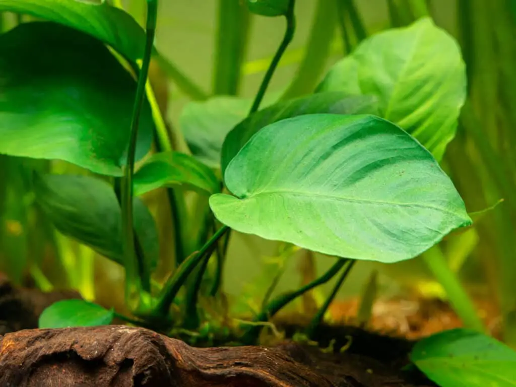 detail of a Anubias Barteri leaf with blurred background - aquarium plant