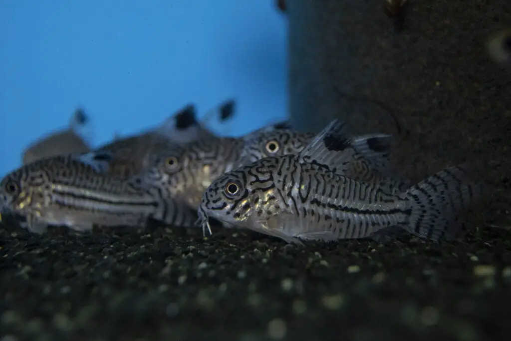 Fish Leopard Cory Corydoras trilineatus catfish swimming in freshwater aquarium