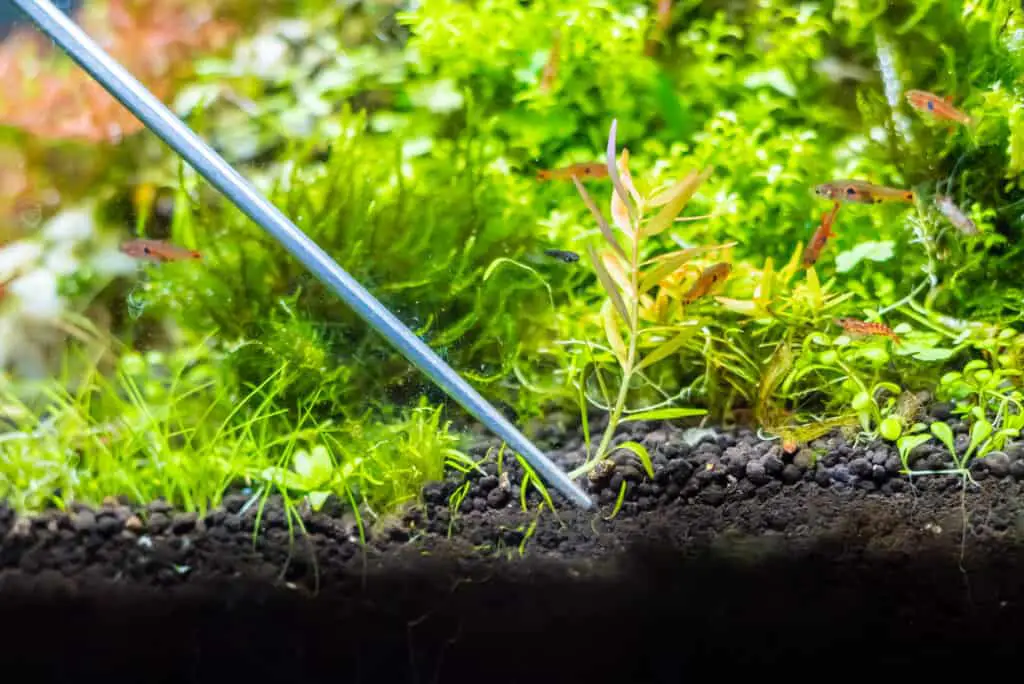 Forceps for planting trees in the freshwater aquarium are twisting the water plants.