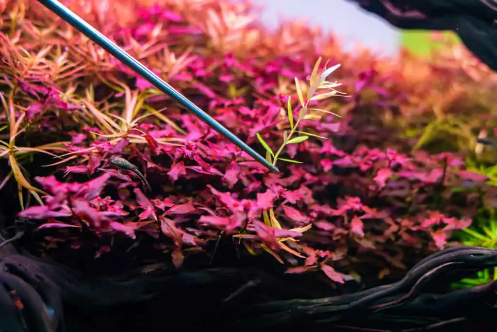 planting a plant with forceps in a planted aquarium tank