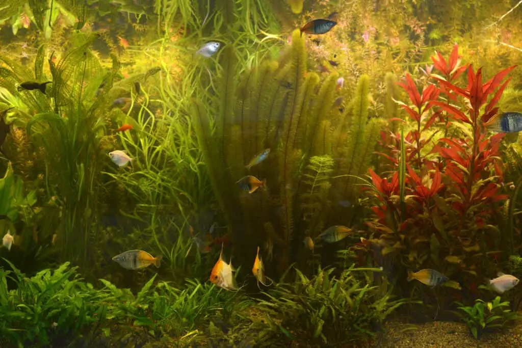 Green plants growing and pet fishes swimming in an aquarium