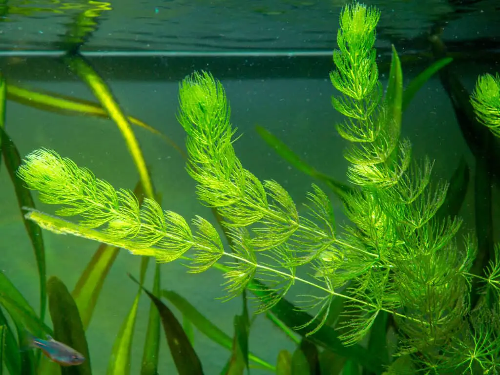 Hornwort plant (Ceratophyllum demersum) on a fish tank