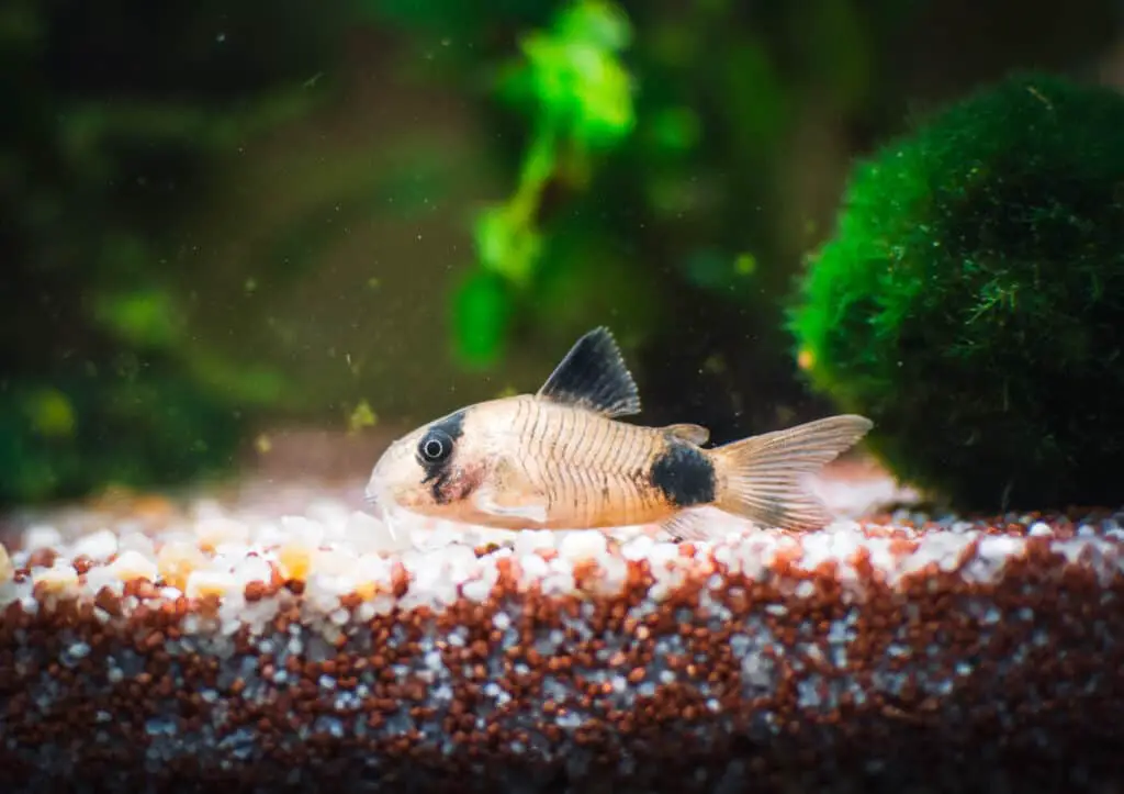 panda corydora in an aquarium