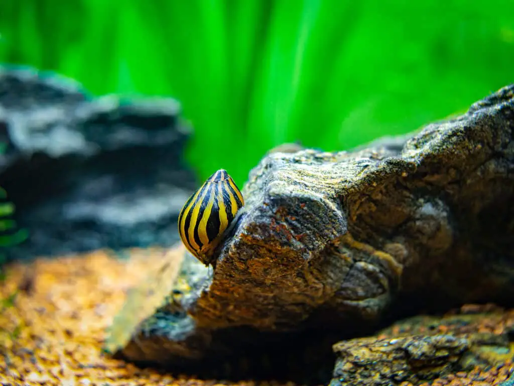 spotted nerite snail (Neritina natalensis) eating on a rock in a fish tank