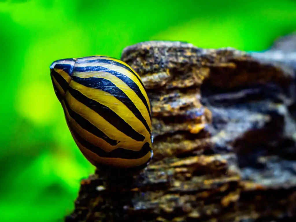 spotted nerite snail (Neritina natalensis) eating on a rock in a fish tank