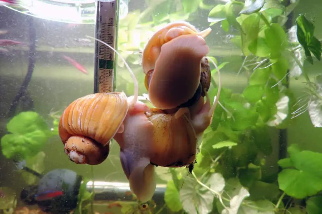 Three golden apple snails in a tank — Photo