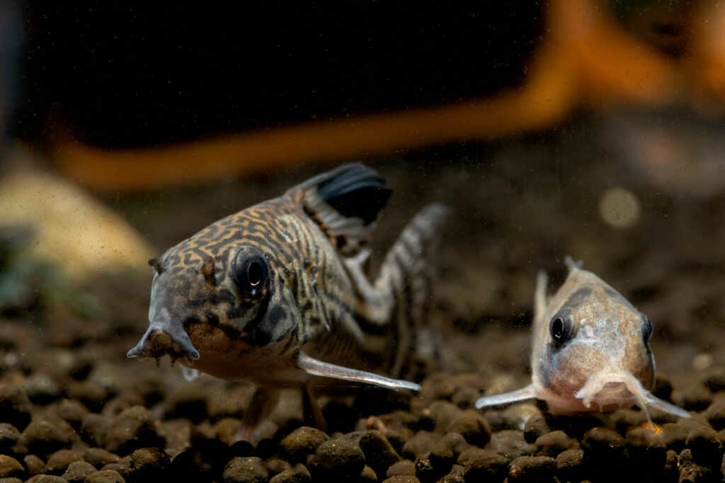 Two Armored catfish or Cory catfish look for food in aquatic soil near decorative and snail in fresh water aquarium tank.