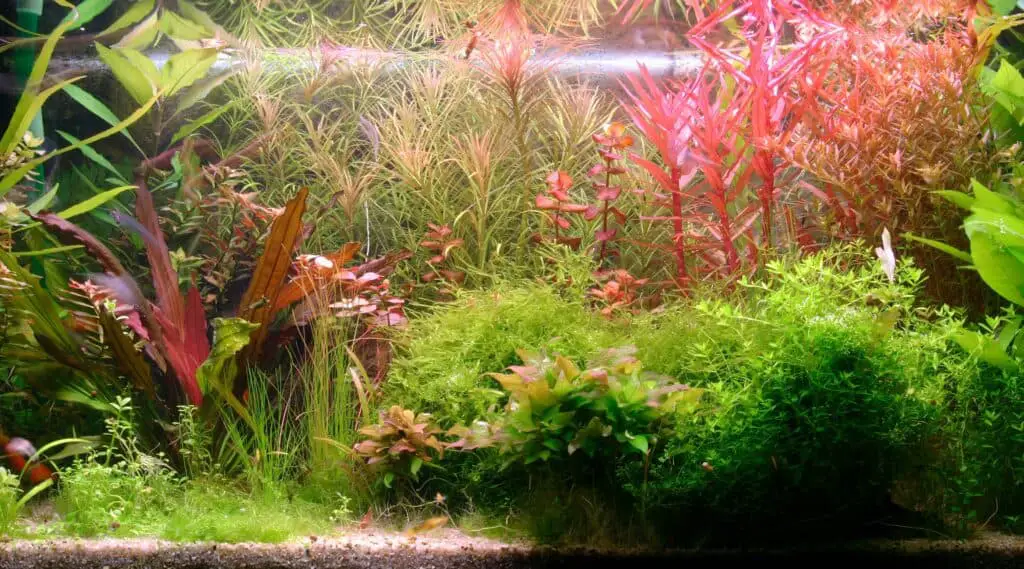 colorful aquarium plants in a fish tank