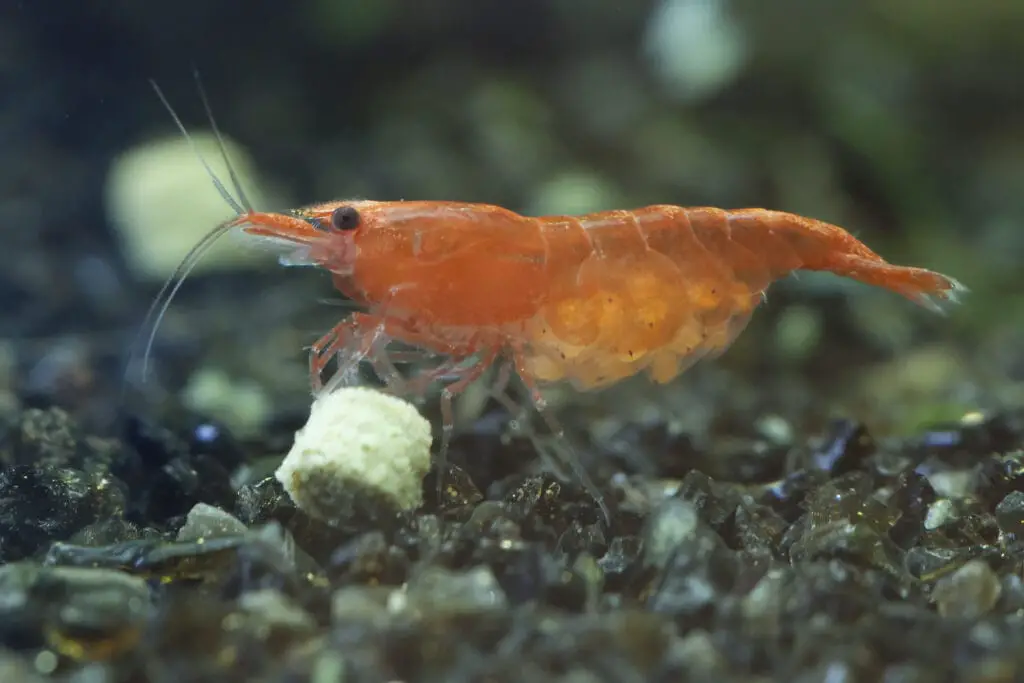 pregnant red cherry shrimp