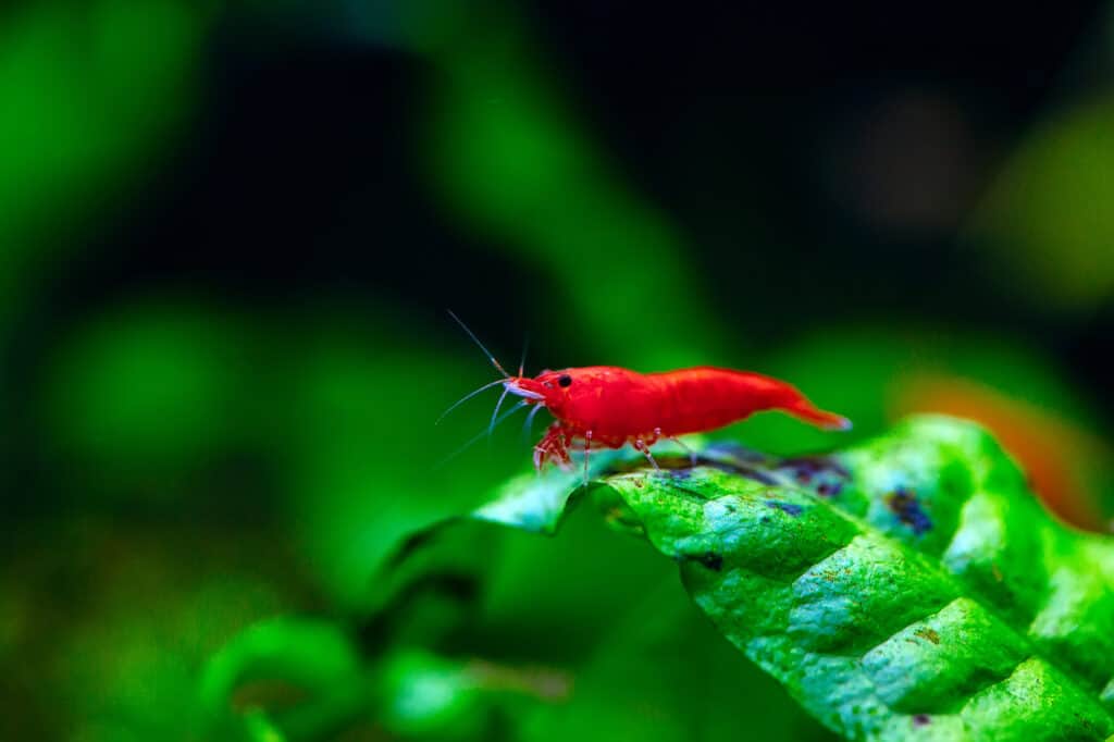 Big fire red or cherry dwarf shrimp with green background in fresh water aquarium tank