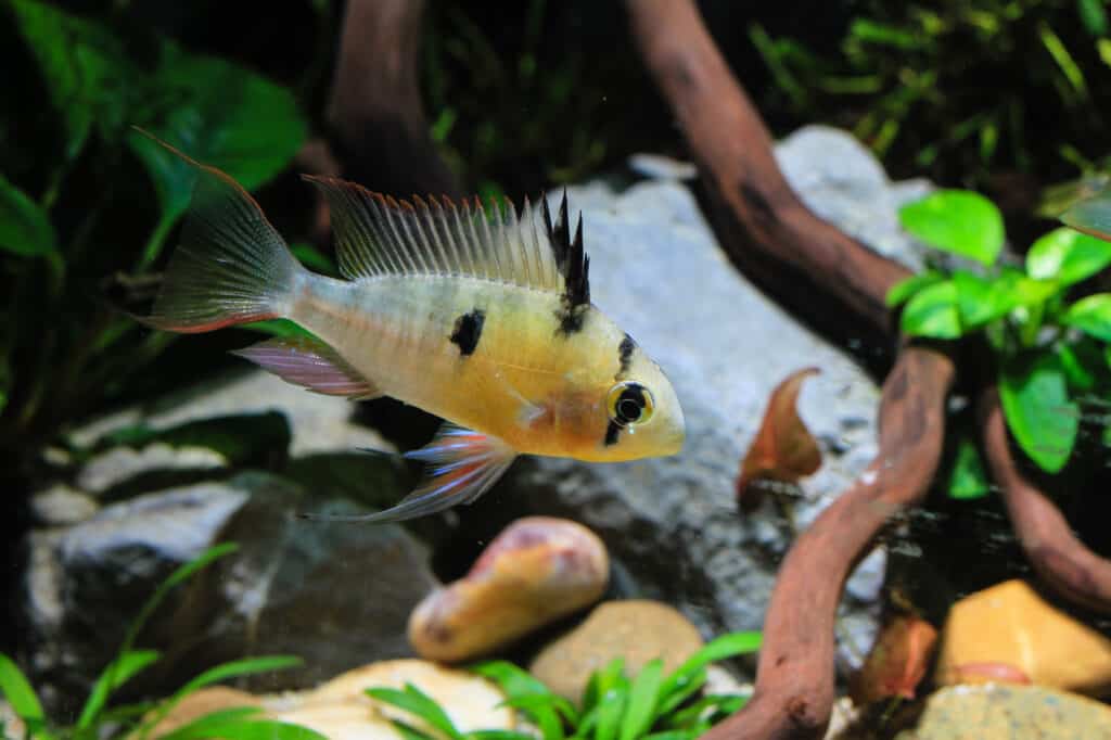 Bolivian Ram Cichlid (Mikrogeophagus altispinosus) a tropical fish