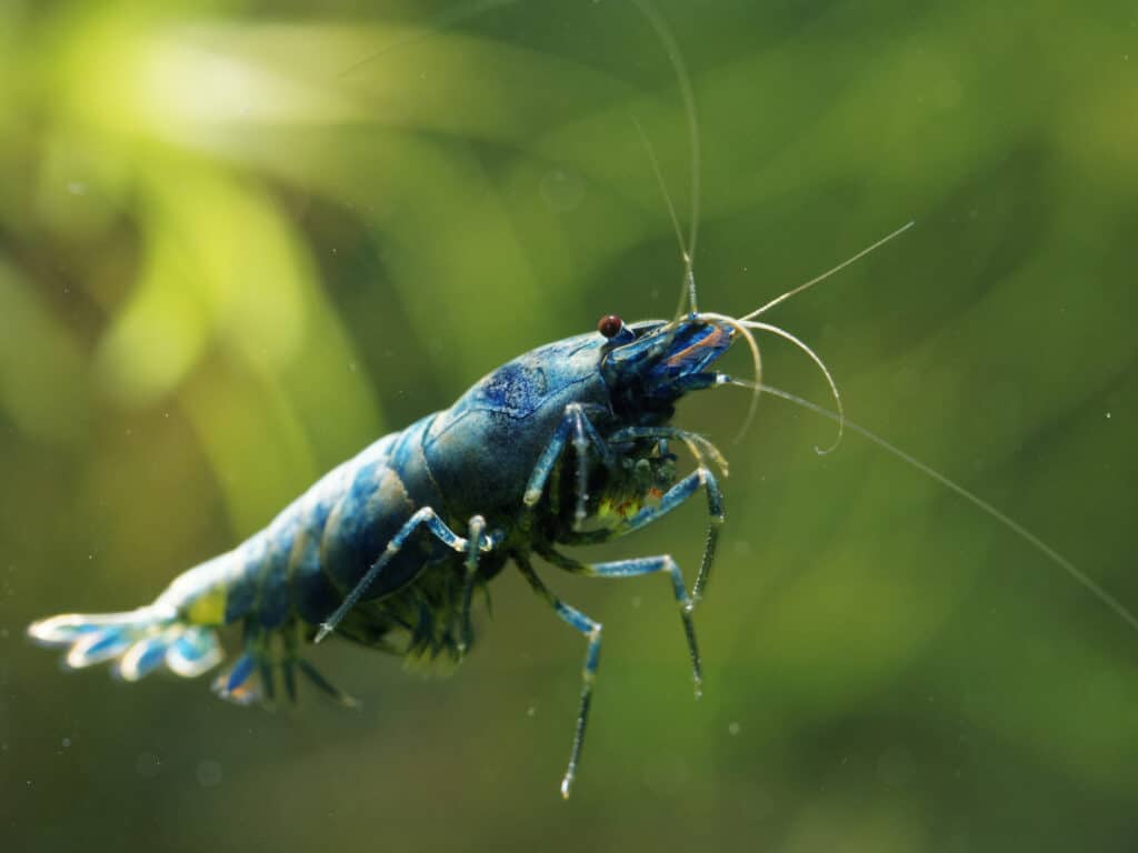 freshwater shrimp in swimming in aquarium