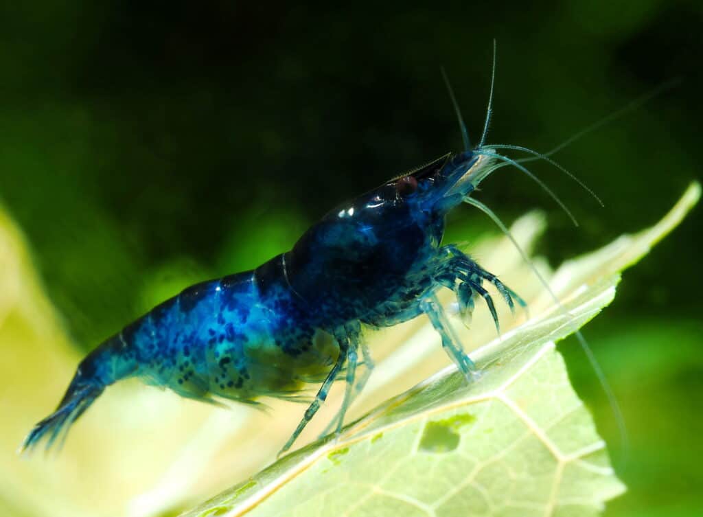 Blue Freshwater Shrimp sitting on a leaf in an aquarium