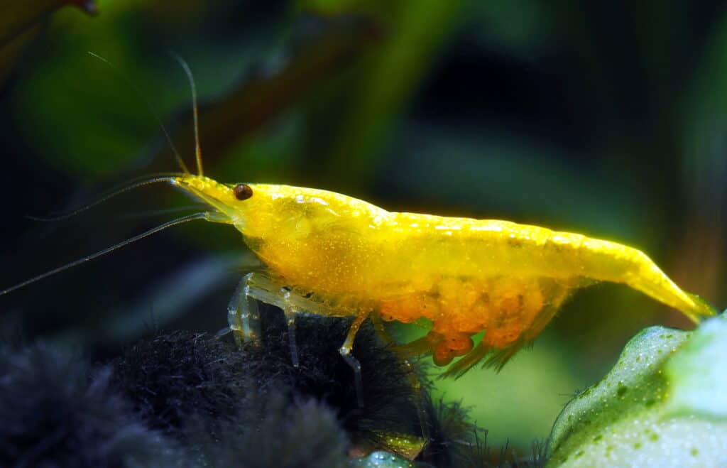 Yellow freshwater neocaridina shrimp feeding on an leaf in an aquarium