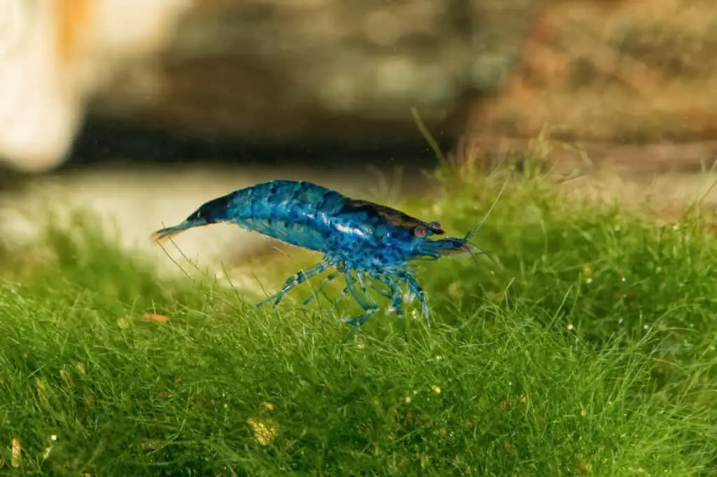 Blue freshwater shrimp closeup shot in aquarium (genus Neocaridina)