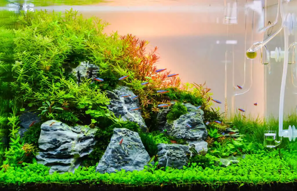 close up image of underwater landscape nature style aquarium tank with a variety of aquatic plants inside.