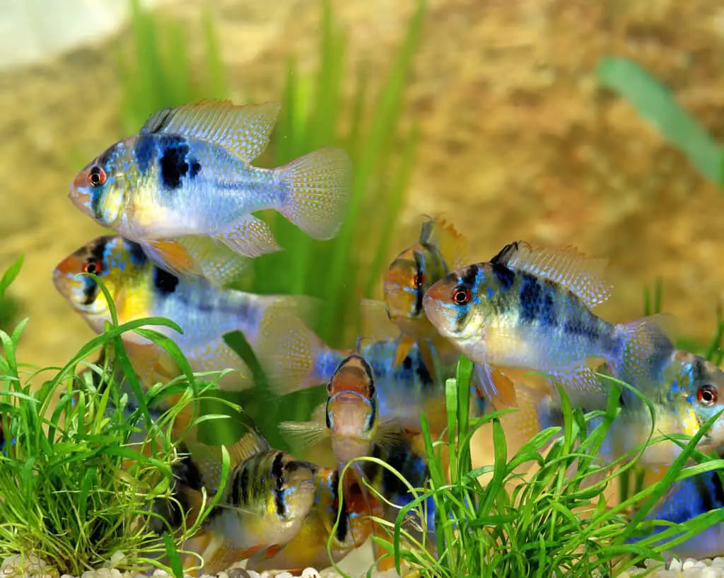 BLUE GERMAN RAM mikrogeophagus ramirezi