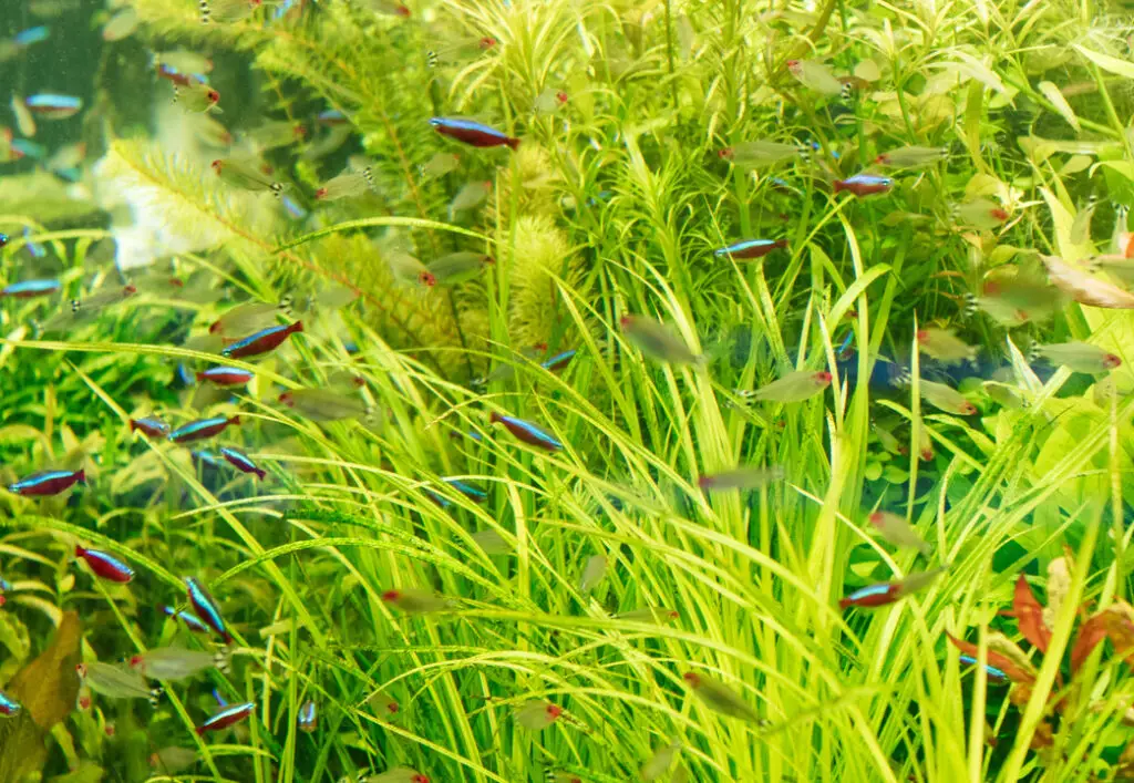 Small fishes swimming under water among green aquatic plants