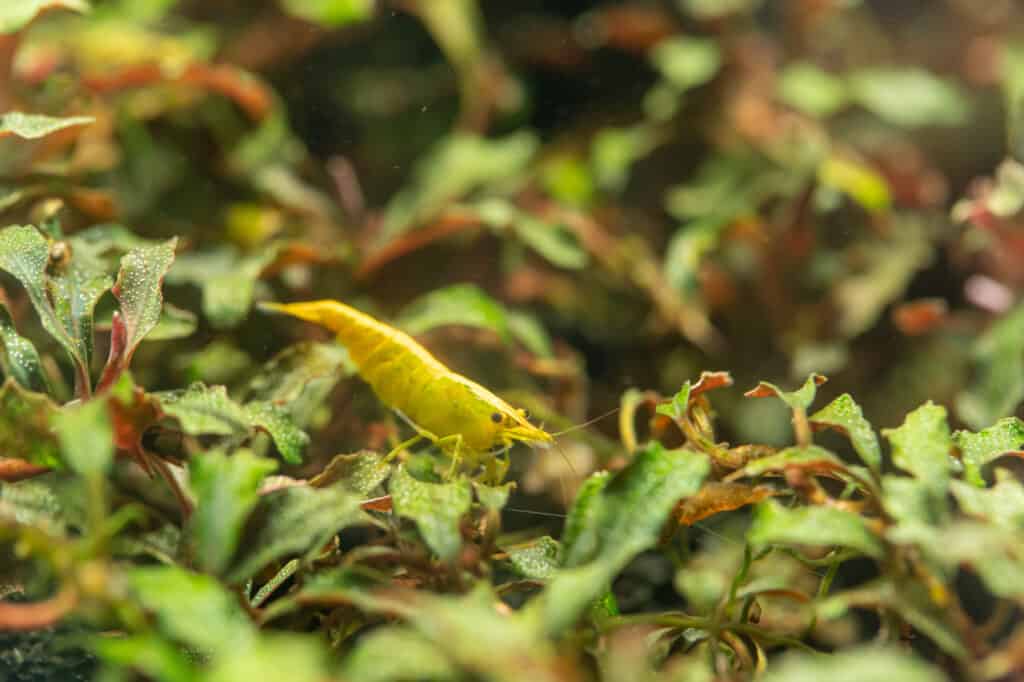 Yellow dwarf shrimp (Neocaridina davini) in Bucephalandra plants